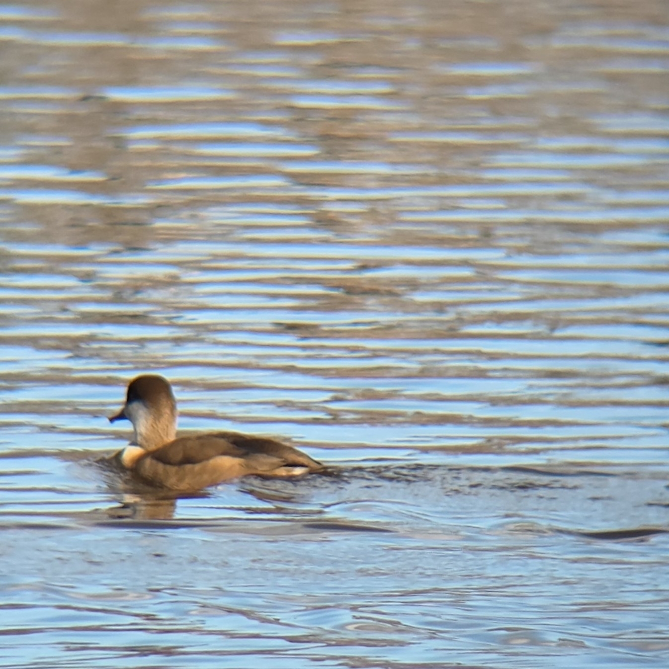 Red-crested Pochard (Netta rufina), photo 6