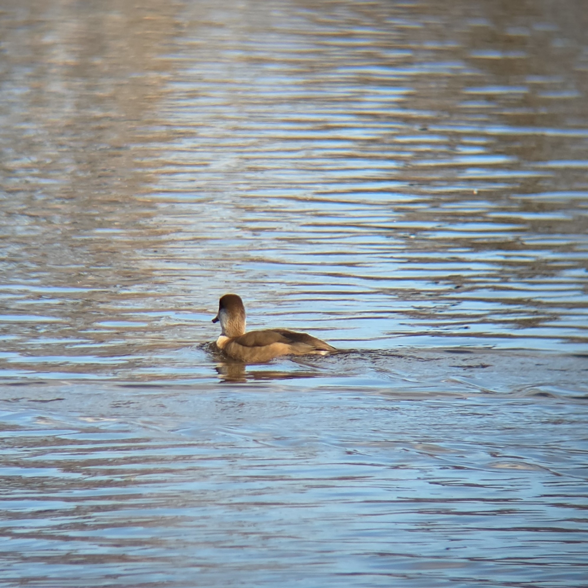 Red-crested Pochard (Netta rufina), photo 7