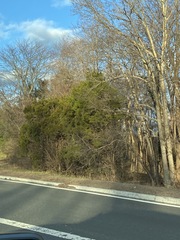 Juniperus virginiana virginiana