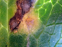 Aecidium ranunculi-insignis