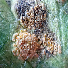 Aecidium ranunculi-insignis
