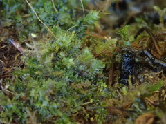 Riccardia chamedryfolia