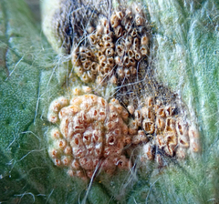 Aecidium ranunculi-insignis