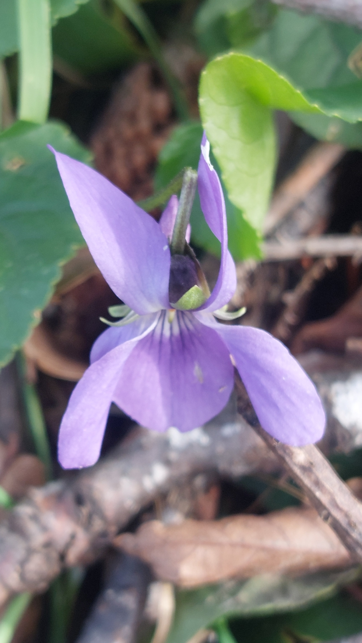 Violeta de Reichenbach