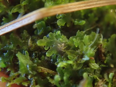 Riccardia chamedryfolia