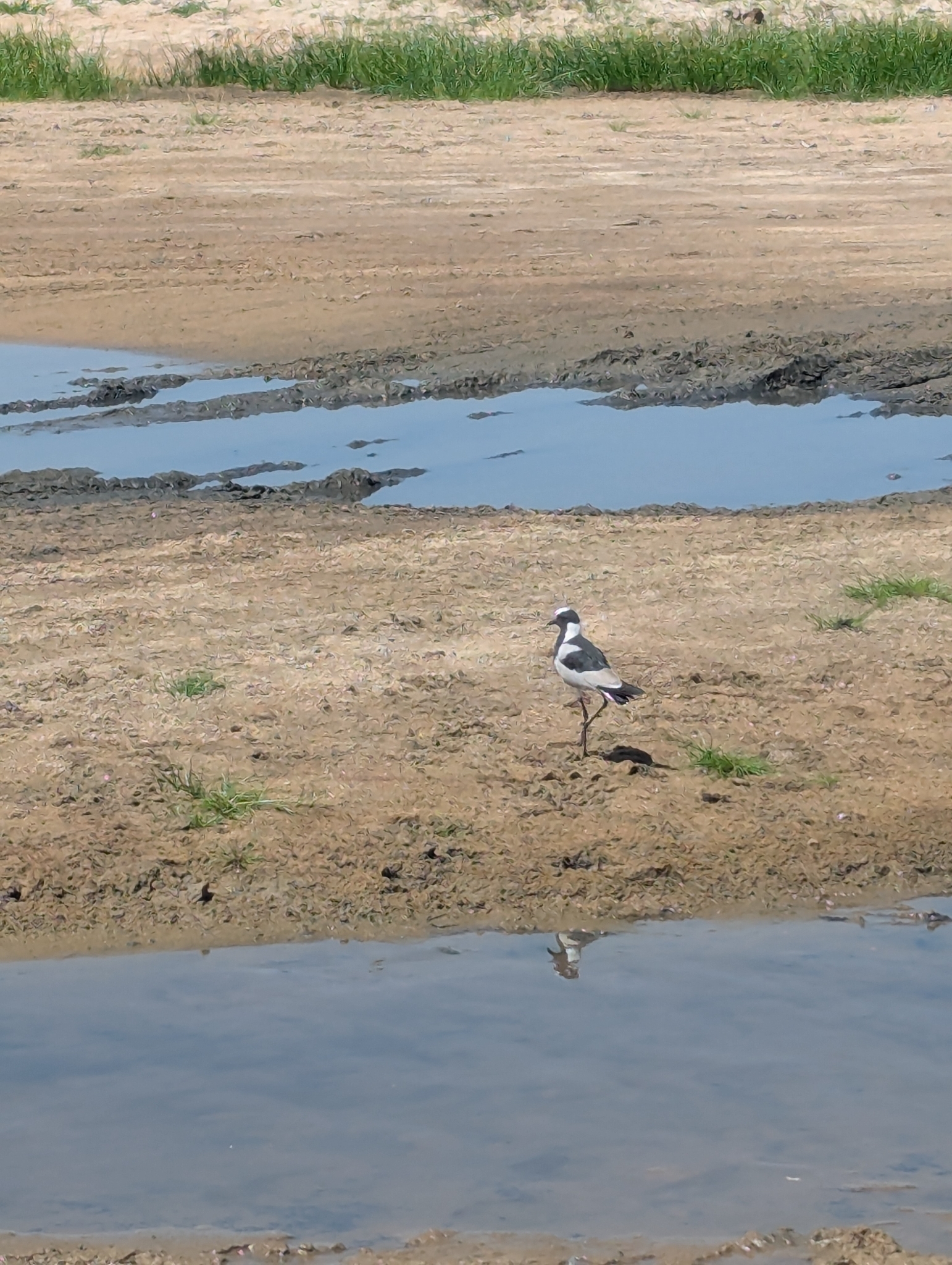 Blacksmith Lapwing (Vanellus armatus), photo 3