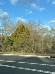 Juniperus virginiana virginiana