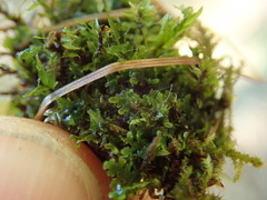 Riccardia chamedryfolia