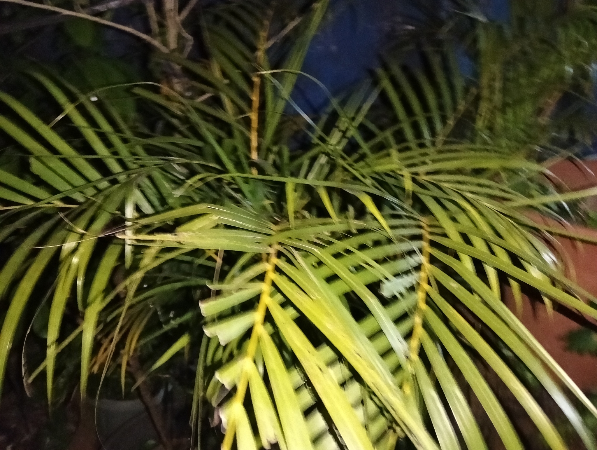 Imagem de palmeira-areca