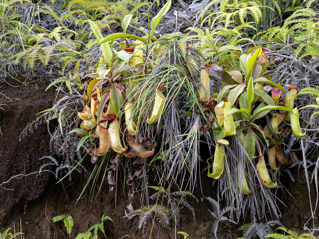 Nepenthes neoguineensis (Nepenthes neoguineensis)