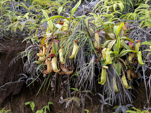 Nepenthes neoguineensis