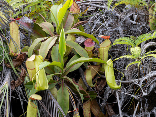 Nepenthes neoguineensis
