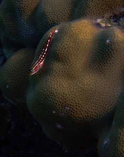 Maldives Triplefin — seen at this dive site