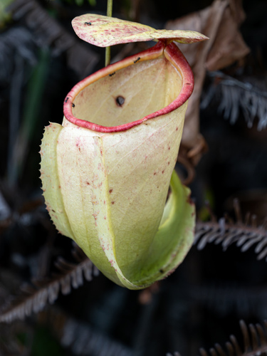 Nepenthes neoguineensis