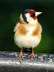 Carduelis carduelis