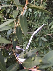 Blepharocalyx salicifolius