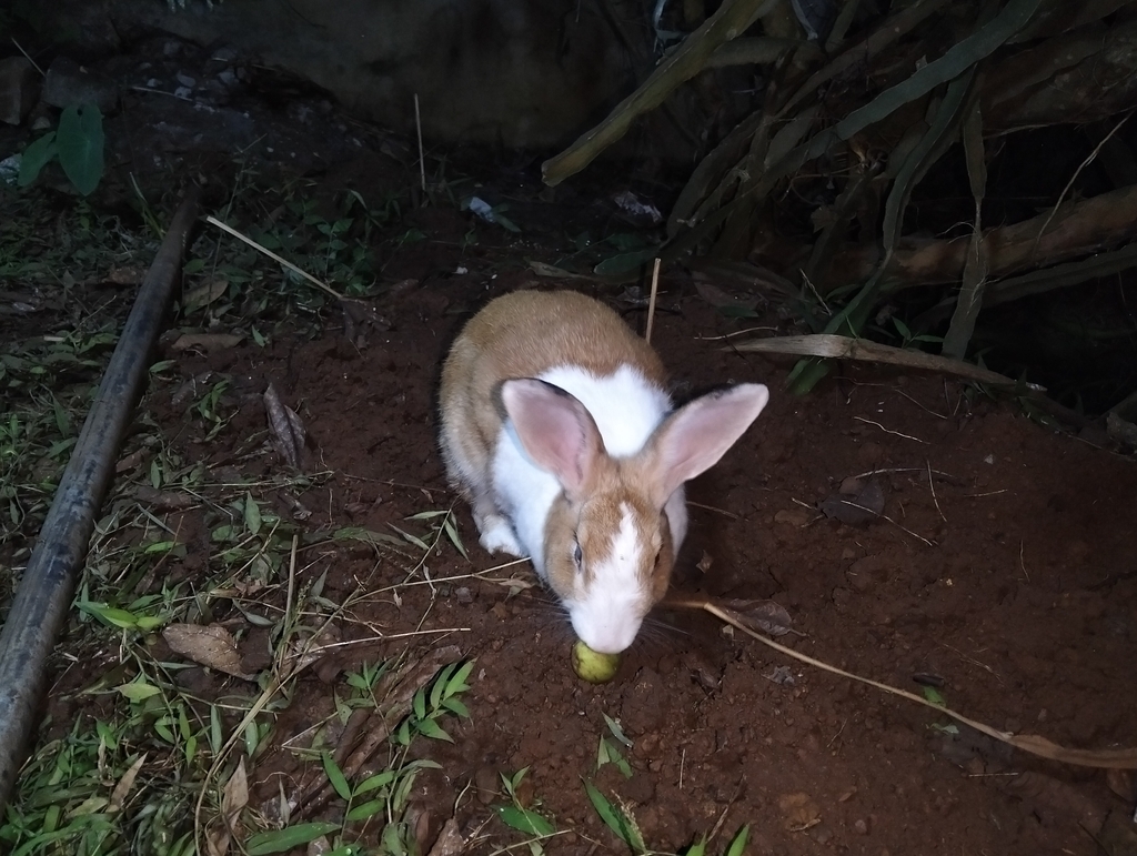 Philippines Native Rabbit Domestic Rabbit from H5RW+F33, Antipolo, 1870 Rizal, Philippines on ...