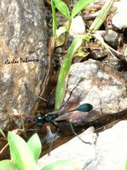 Eremnophila