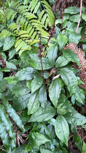 Goodyera grandis iNat (3)