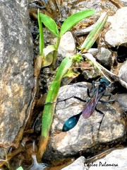 Eremnophila