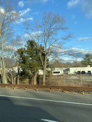 Juniperus virginiana virginiana