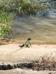 Iguana iguana