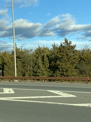 Juniperus virginiana virginiana