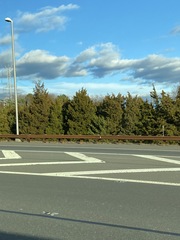 Juniperus virginiana virginiana