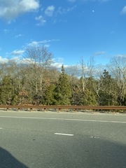 Juniperus virginiana virginiana