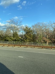 Juniperus virginiana virginiana