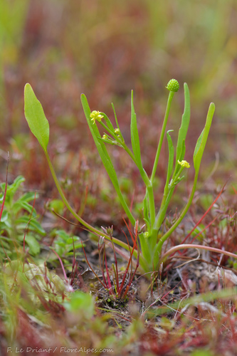 Revelières boterbloem (Ranunculus revelierei)