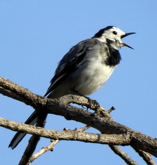 Motacilla alba