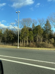 Juniperus virginiana virginiana