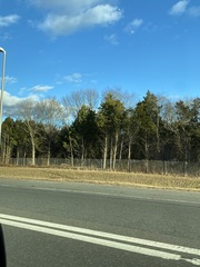 Juniperus virginiana virginiana