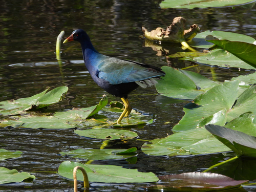 iNaturalist: (c) Ellie Krall, some rights reserved (CC BY-NC), uploaded by Ellie Krall iNaturalist image