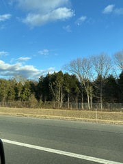 Juniperus virginiana virginiana