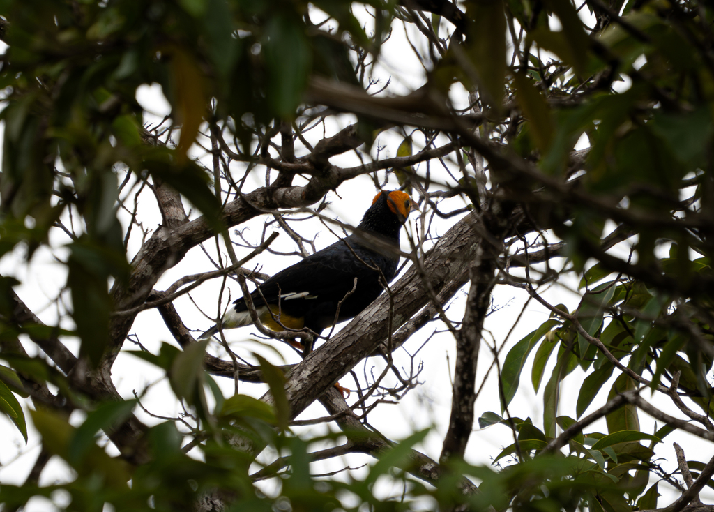 Yellow-faced Myna (Mino dumontii)