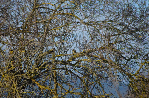Cirl Bunting (Emberiza cirlus), photo 9