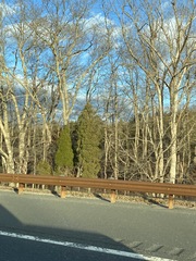 Juniperus virginiana virginiana