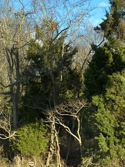 Juniperus virginiana virginiana