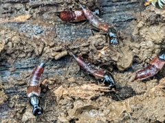 Hesperus baltimorensis