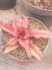 Cryptanthus