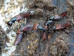 Hesperus baltimorensis