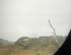 Buteogallus meridionalis