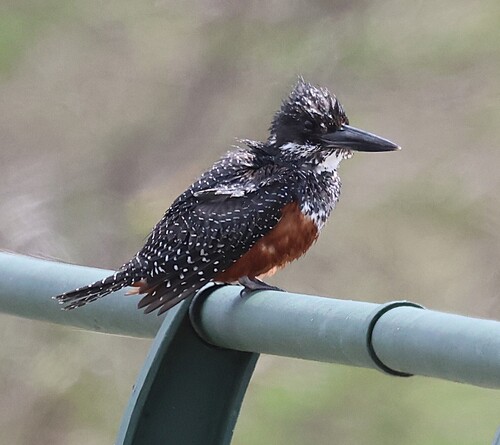 iNaturalist: (c) Steve Mayo, some rights reserved (CC BY-NC), uploaded by Steve Mayo iNaturalist image