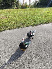 Cairina moschata domestica