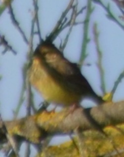 Cirl Bunting (Emberiza cirlus), photo 8