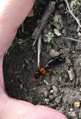 Carcinophora americana