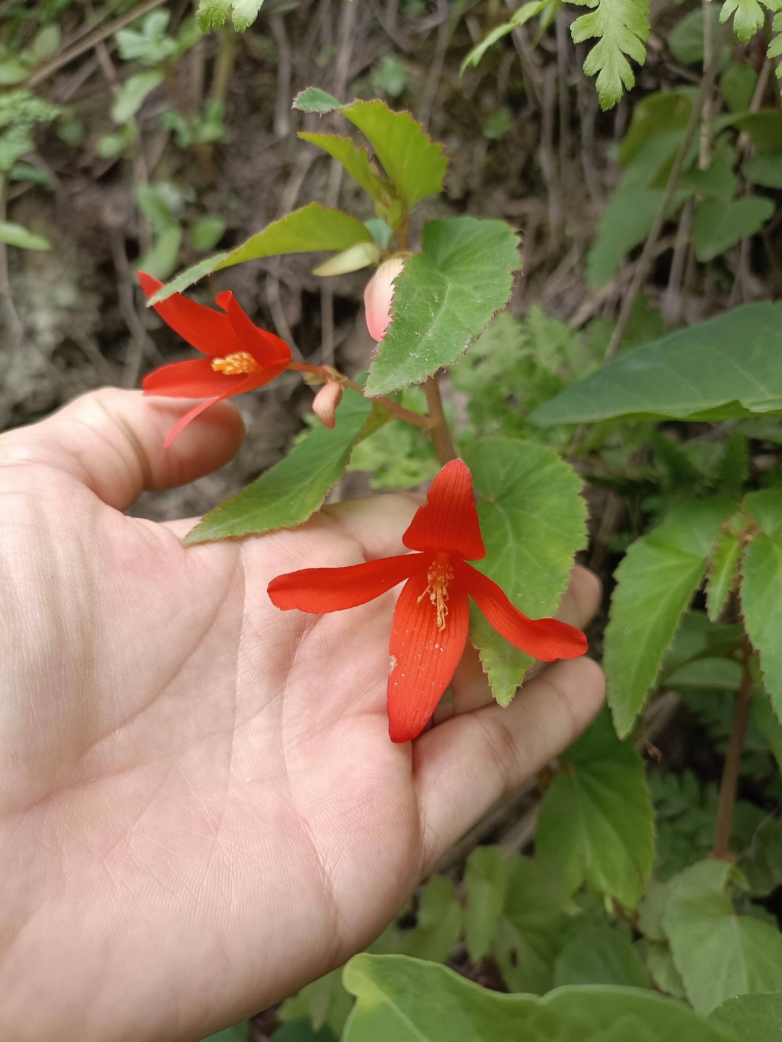 Bolivian begonia