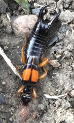 Carcinophora americana